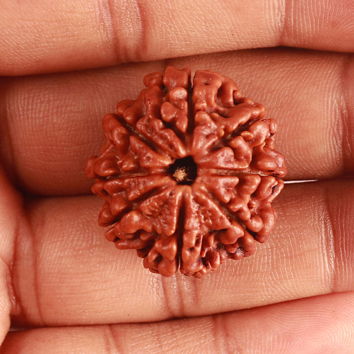8 Mukhi Nepalese Rudraksha - Bead No. 343