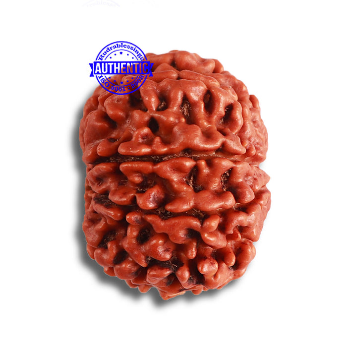 8 Mukhi Nepalese Rudraksha - Bead No. 343