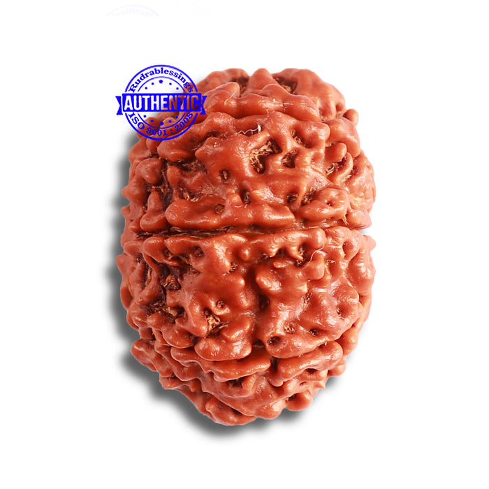 8 Mukhi Nepalese Rudraksha - Bead No. 345