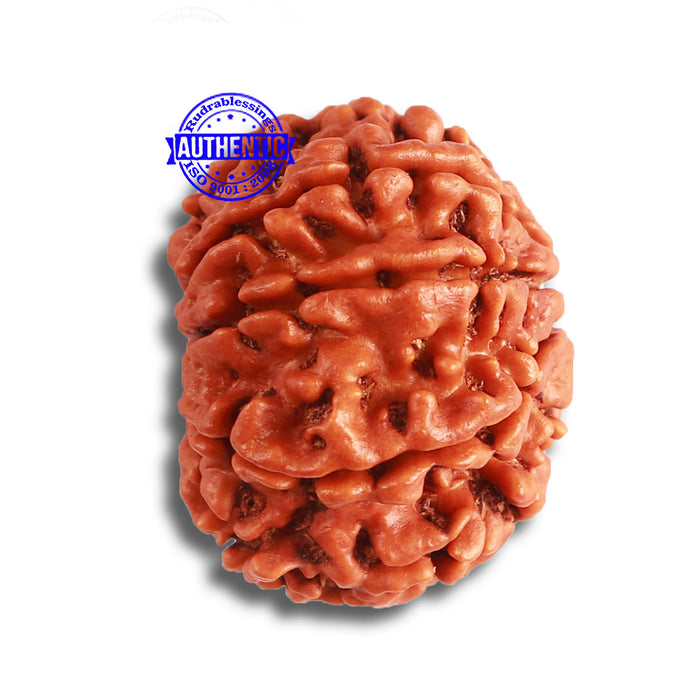 8 Mukhi Nepalese Rudraksha - Bead No. 346
