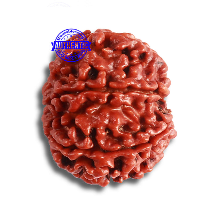 8 Mukhi Nepalese Rudraksha - Bead No. 347