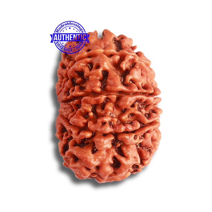 8 Mukhi Nepalese Rudraksha - Bead No. 349