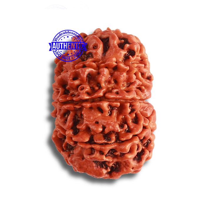 8 Mukhi Nepalese Rudraksha - Bead No. 349