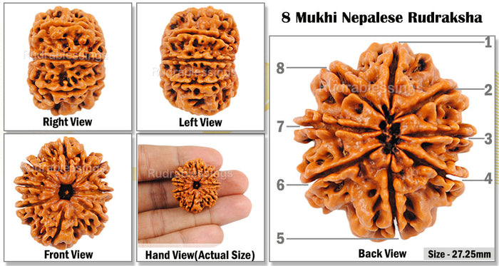 8 Mukhi Nepalese Rudraksha - Bead No. 3