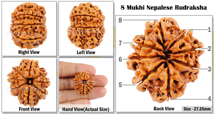 8 Mukhi Nepalese Rudraksha - Bead No. 4