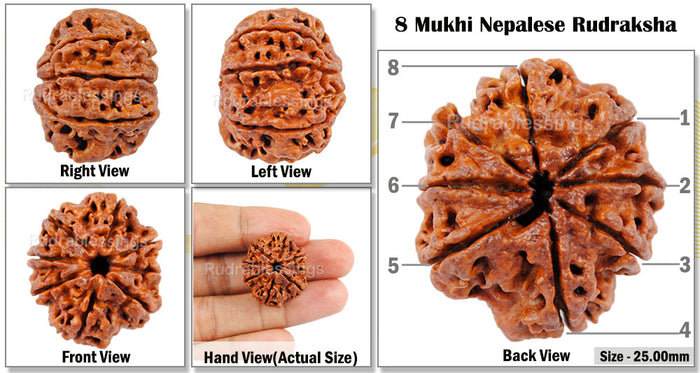 8 Mukhi Nepalese Rudraksha - Bead No. 34