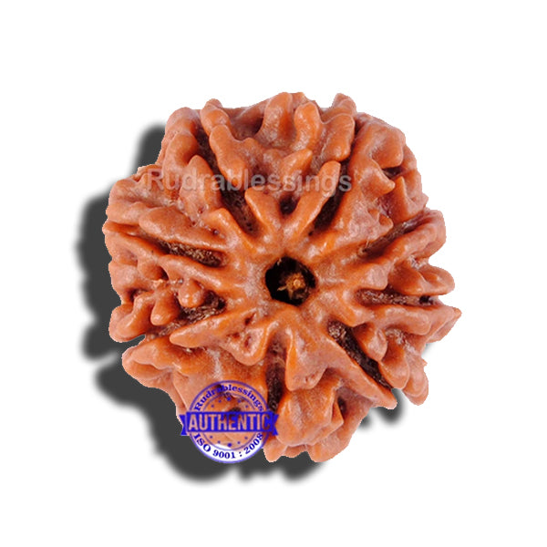 8 Mukhi Nepalese Rudraksha - Bead No. 119
