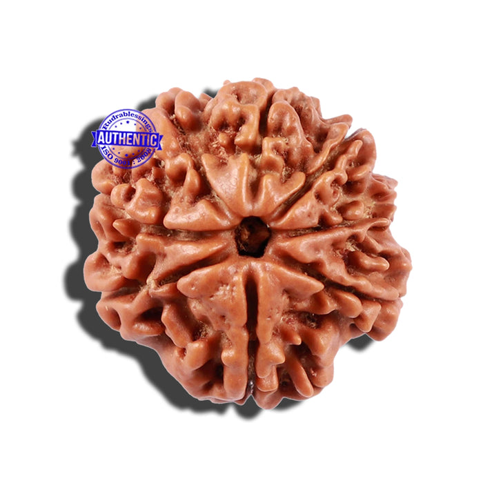 8 Mukhi Nepalese Rudraksha - Bead No. 132