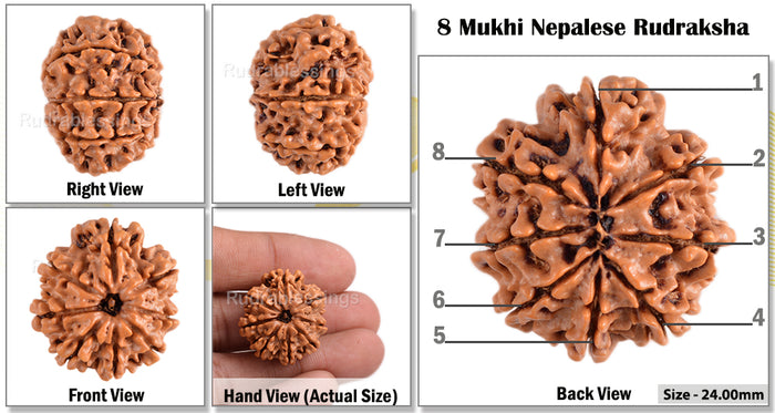 8 Mukhi Nepalese Rudraksha - Bead No. 133