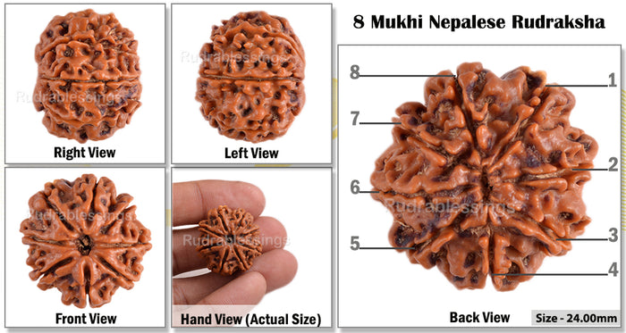 8 Mukhi Nepalese Rudraksha - Bead No. 135