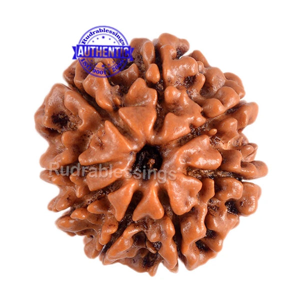 8 Mukhi Nepalese Rudraksha - Bead No. 141