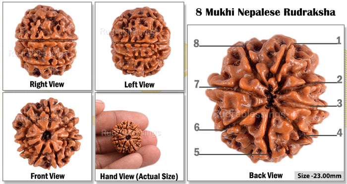 8 Mukhi Nepalese Rudraksha - Bead No. 141