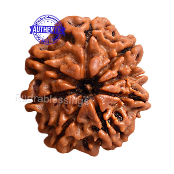 8 Mukhi Nepalese Rudraksha - Bead No. 145