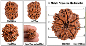 8 Mukhi Nepalese Rudraksha - Bead No. 145