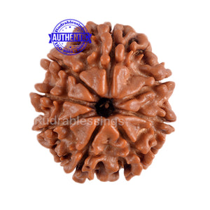 8 Mukhi Nepalese Rudraksha - Bead No. 155