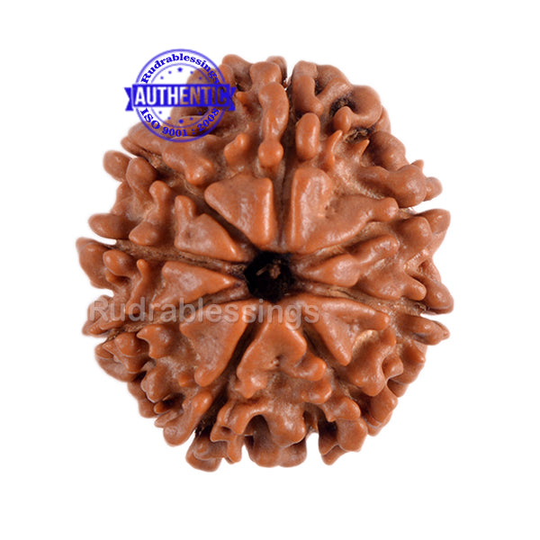 8 Mukhi Nepalese Rudraksha - Bead No. 155