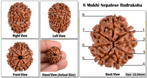 8 Mukhi Nepalese Rudraksha - Bead No. 155