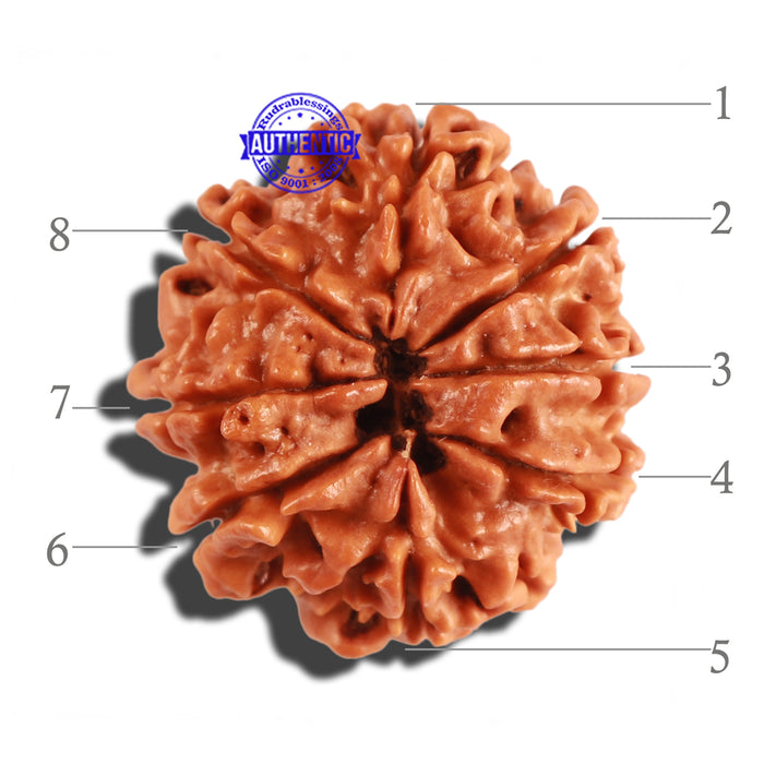 8 Mukhi Nepalese Rudraksha - Bead No. 159