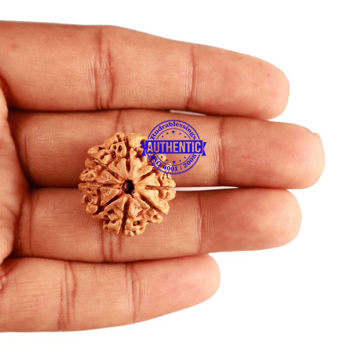 8 Mukhi Nepalese Rudraksha - Bead No. 163