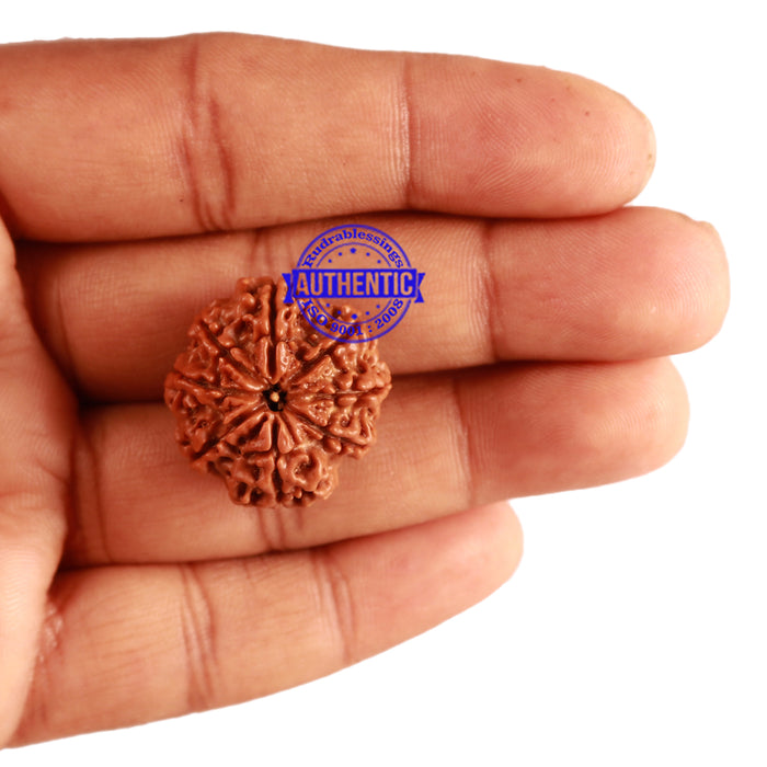 8 Mukhi Nepalese Rudraksha - Bead No. 191