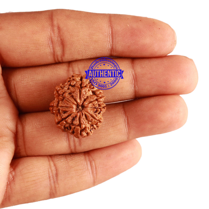 8 Mukhi Nepalese Rudraksha - Bead No. 193