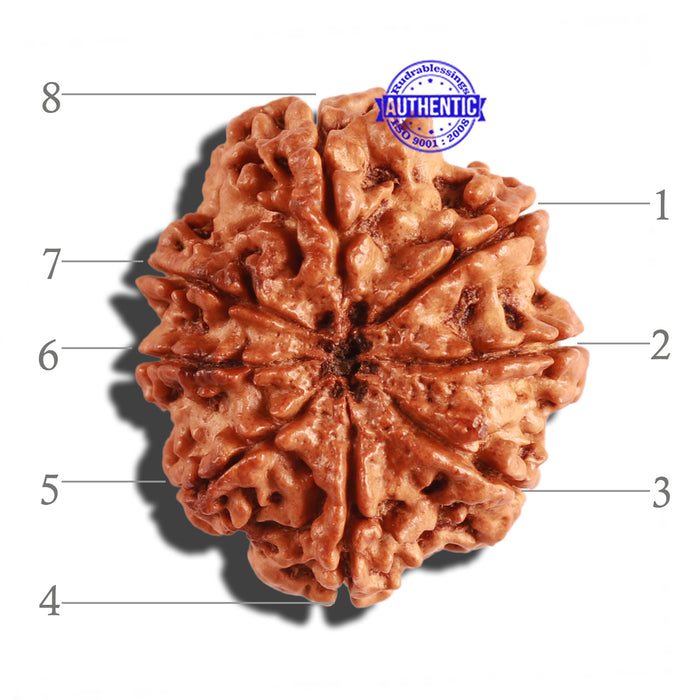 8 Mukhi Nepalese Rudraksha - Bead No. 193