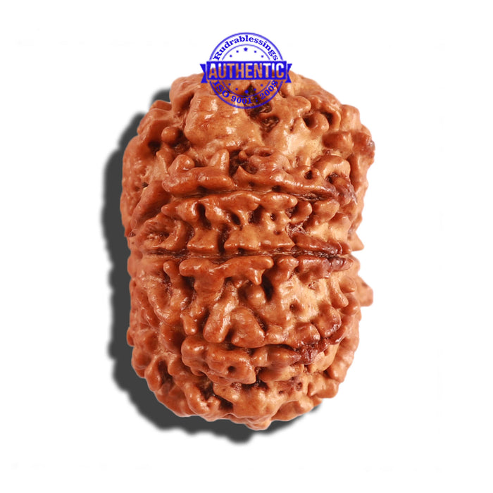 8 Mukhi Nepalese Rudraksha - Bead No. 193