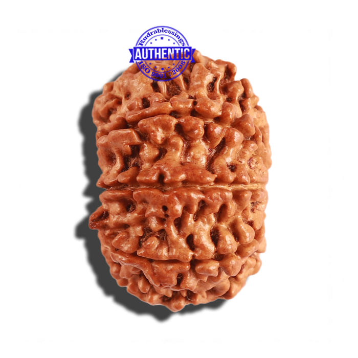 8 Mukhi Nepalese Rudraksha - Bead No. 193