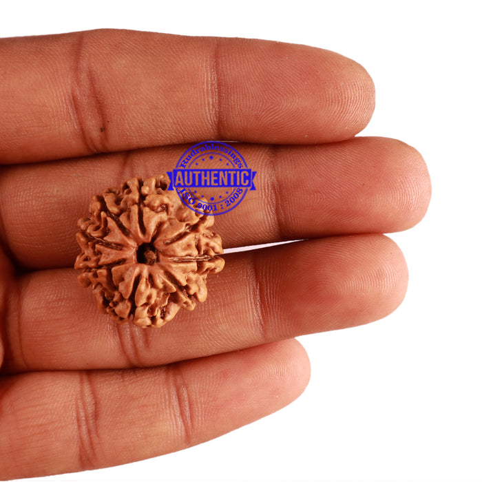 8 Mukhi Nepalese Rudraksha - Bead No. 207