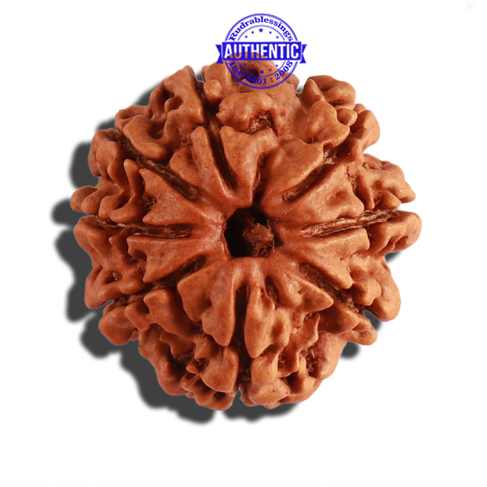 8 Mukhi Nepalese Rudraksha - Bead No. 207
