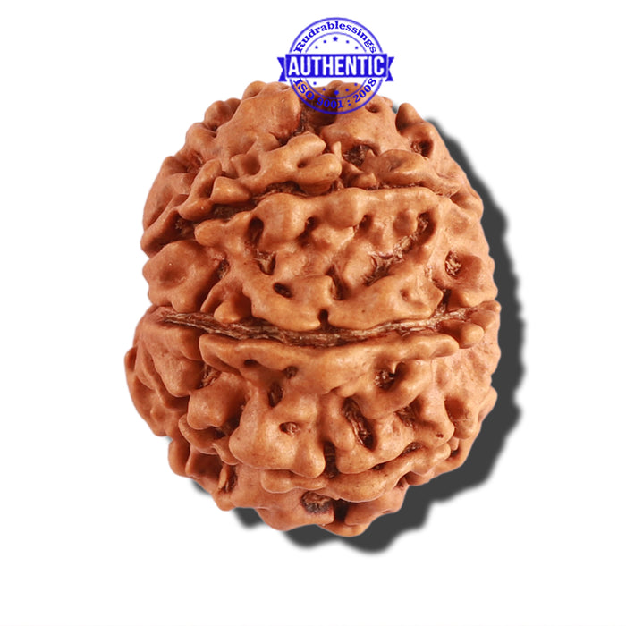 8 Mukhi Nepalese Rudraksha - Bead No. 207