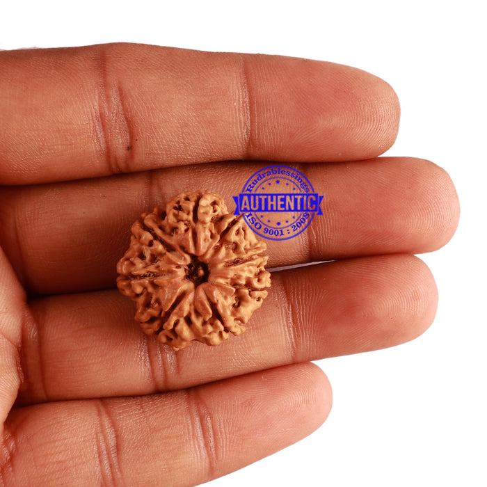 8 Mukhi Nepalese Rudraksha - Bead No. 208