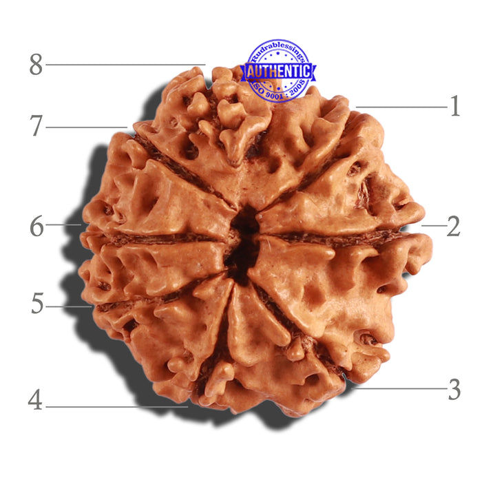 8 Mukhi Nepalese Rudraksha - Bead No. 208