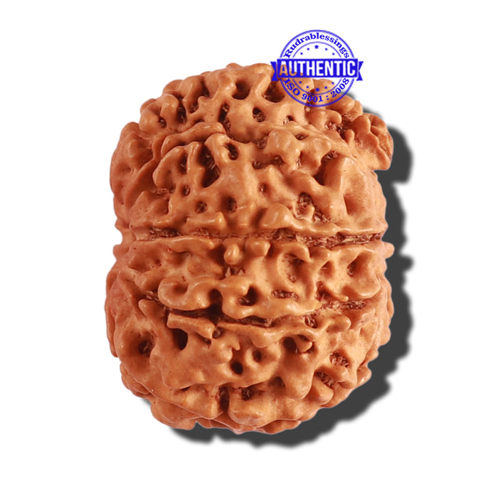 8 Mukhi Nepalese Rudraksha - Bead No. 208