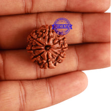 Load image into Gallery viewer, 8 Mukhi Nepalese Rudraksha - Bead No. 225
