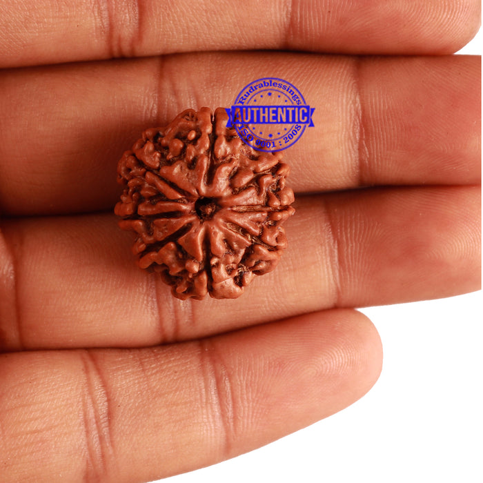 8 Mukhi Nepalese Rudraksha - Bead No. 225
