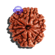 Load image into Gallery viewer, 8 Mukhi Nepalese Rudraksha - Bead No. 225
