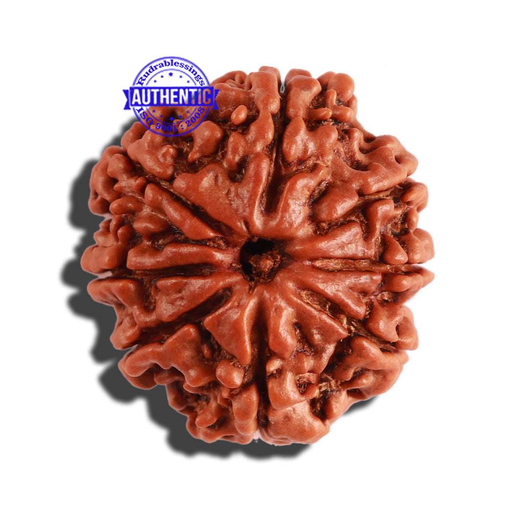 8 Mukhi Nepalese Rudraksha - Bead No. 225