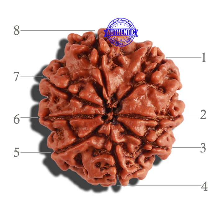 8 Mukhi Nepalese Rudraksha - Bead No. 225