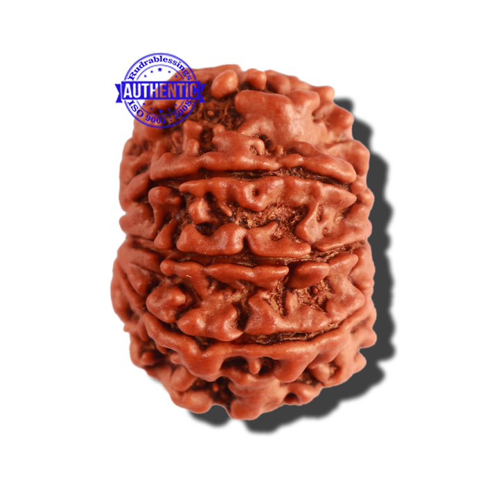 8 Mukhi Nepalese Rudraksha - Bead No. 225