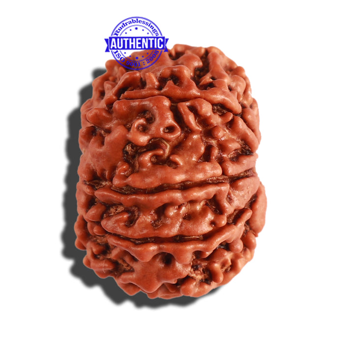 8 Mukhi Nepalese Rudraksha - Bead No. 225