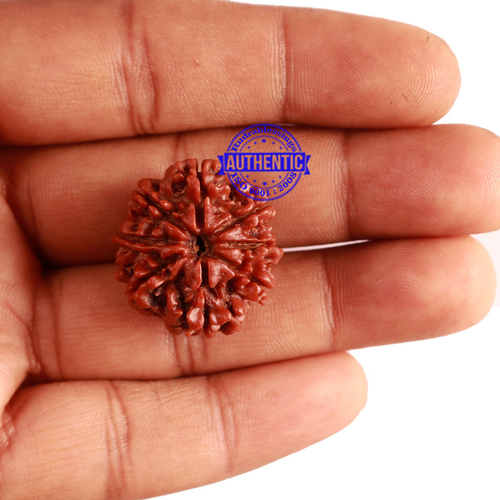 8 Mukhi Nepalese Rudraksha - Bead No. 23