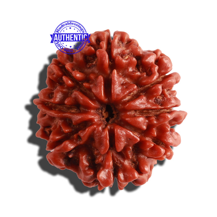 8 Mukhi Nepalese Rudraksha - Bead No. 23