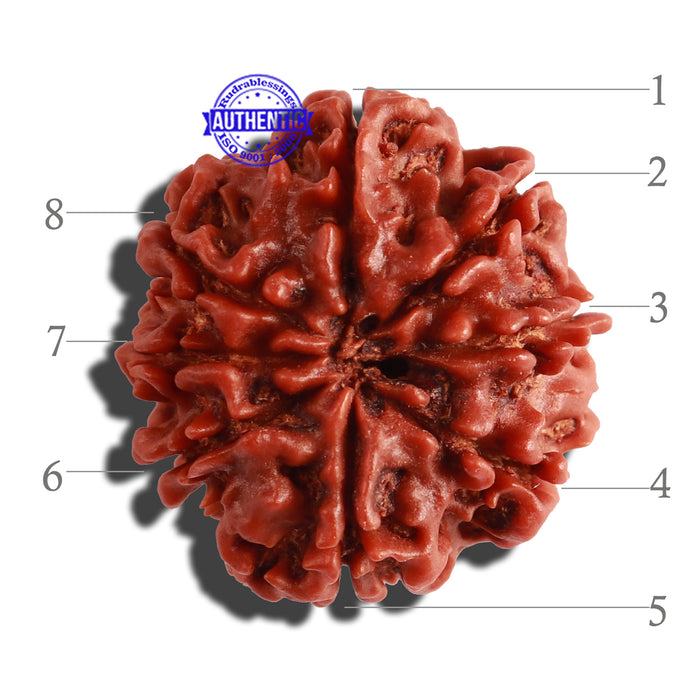 8 Mukhi Nepalese Rudraksha - Bead No. 23