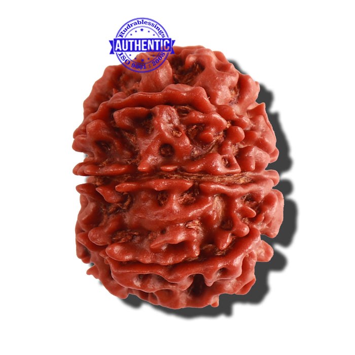 8 Mukhi Nepalese Rudraksha - Bead No. 23