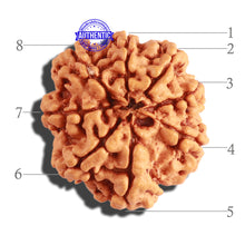 Load image into Gallery viewer, 8 Mukhi Nepalese Rudraksha - Bead No. 238
