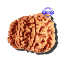 Load image into Gallery viewer, 8 Mukhi Nepalese Rudraksha - Bead No. 238
