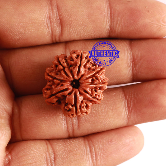 8 Mukhi Nepalese Rudraksha - Bead No. 259