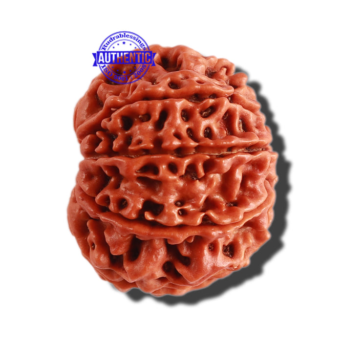 8 Mukhi Nepalese Rudraksha - Bead No. 259