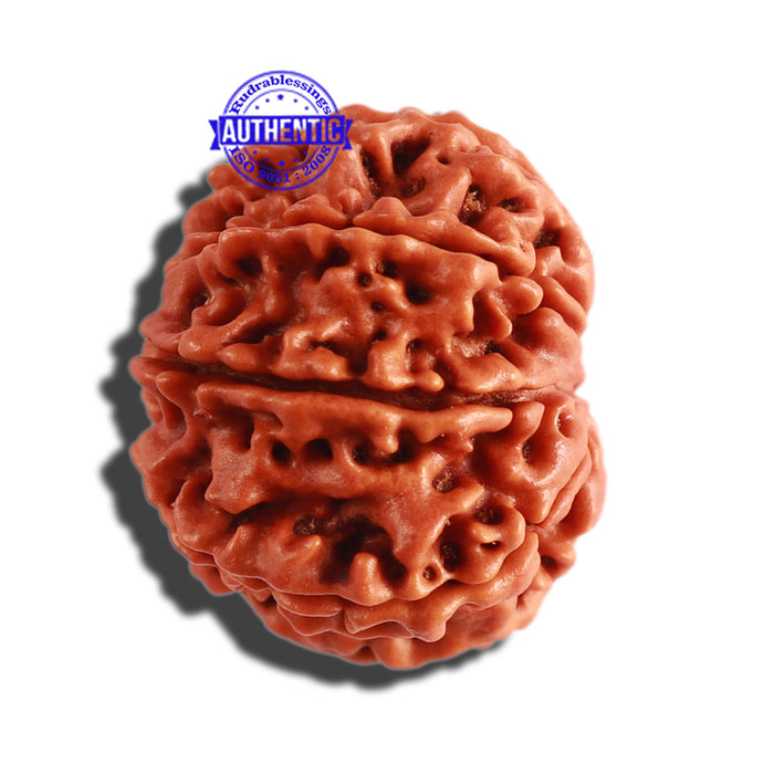 8 Mukhi Nepalese Rudraksha - Bead No. 259